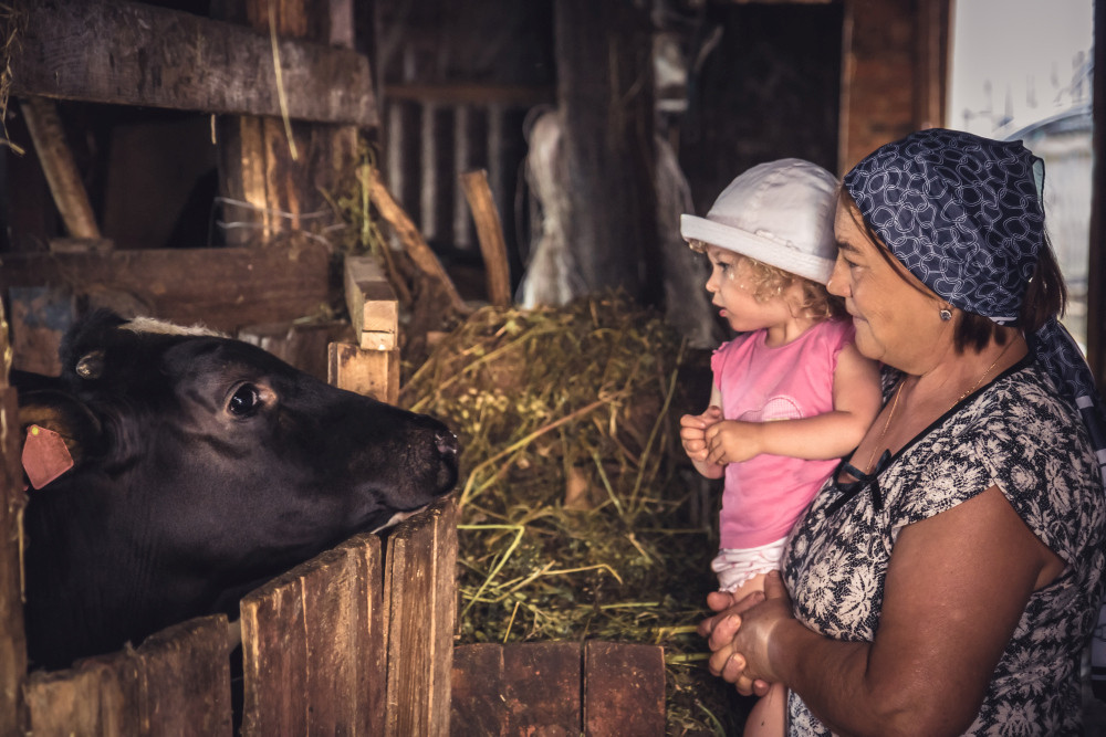 Besuch im Kuhstall: Bauernhofkinder kommen offenbar mit Umweltfaktoren, wahrscheinlich Mikrobiota, in Berührung, die mit ihrem Darmmikrobiom interagieren und den Schutz vor Asthma herbeiführen.