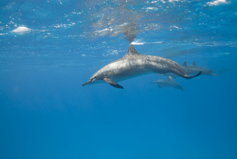 Delfine zählen zu den höher entwickelten Tieren.