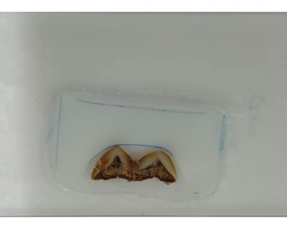 Polierter Dünnschliff eines Homo erectus Zahns vor der chemischen Analyse mittels Laser-Ablation Plasma Massenspektrometrie (LA-ICPMS).