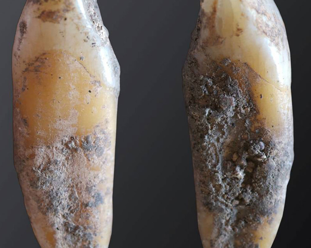 Menschlicher Zahn aus der Cueva de Malalmuerzo.