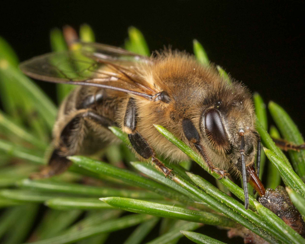 Eine Honigbiene (Apis mellifera) sammelt Honigtau auf einer Tanne. Die Studie zeigt, dass der von Buchen dominierte Steigerwald den Honigbienen nur unzureichende Nahrungsressourcen bietet.
