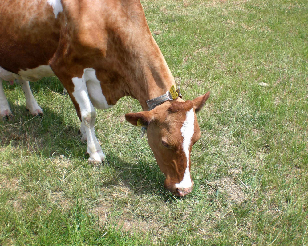Mit Gras und Sand nimmt die Kuh Silikate auf. Diese führen wegen ihrer Härte besonders zum Abrieb der Zähne.
