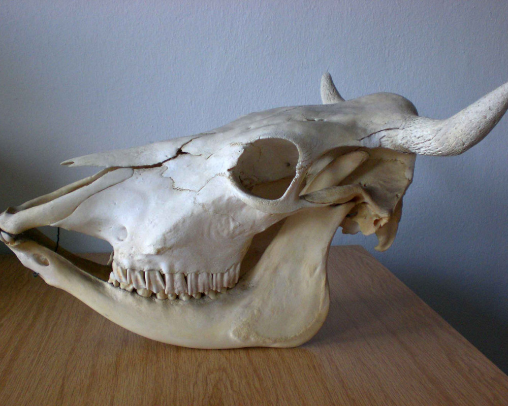 Beim Schädel der Kuh erkennt man die Zähne, deren Zahnkronen im Vergleich mit anderen Pflanzenfressern niedrig sind.