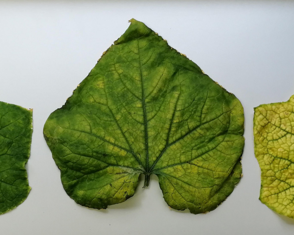 Blätter einer mit CABYV infizierten Pflanze mit Symptomen des Chlorophyllmangels.