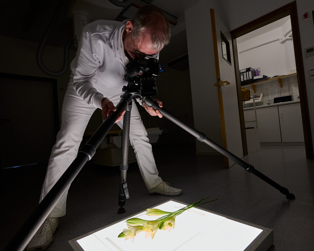 Nach dem Röntgen fotografiert Dr. Julian Köpke die Blumen mit der Digitalkamera ohne die Position zu verändern.