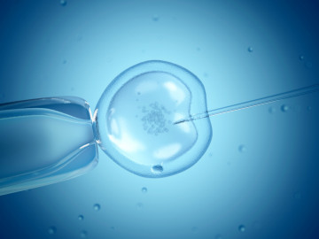 In-Vitro-Fertilisation: Unter Verwendung einer besonderen Kulturmethode wurden im Jahr 2018 in Deutschland 13.761 Single-Embryo-Transfers durchgeführt, die zur Geburt von 3510 geborenen Kindern führten. Davon kamen 96 Prozent als Einlinge zur Welt.