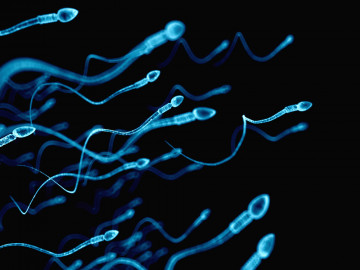 In Versuchen mit männlichen Mäusen konnte die Beweglichkeit der Spermien unterdrückt werden. Ein Schritt in Richtung der „Pille für den Mann“?