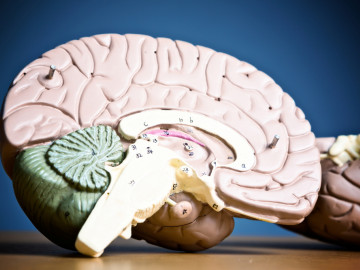 Anatomisches Modell des Gehirns: Beim Rückwärtszählen ist die enge Zusammenarbeit von linker und rechter Inselrinde vonnöten.