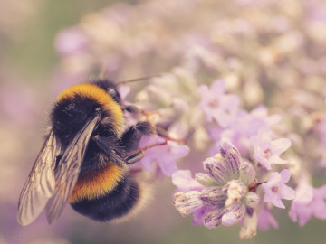 Honigbiene auf Lavendel-Blüte