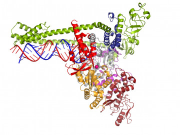 Die Polymerase des neuartigen Coronavirus SARS-CoV-2 vervielfältigt das Erbgut (blau und rot) des Erregers