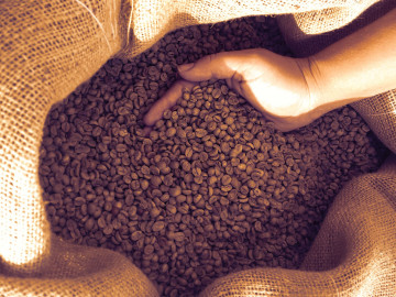 Biologisch angebauter Kaffee enthält weniger Chlorogensäuren als konventioneller Kaffee: zu diesem Ergebnis kommt die Arbeitsgruppe von Dr. Nikolai Kuhnert in einer neuen Studie.