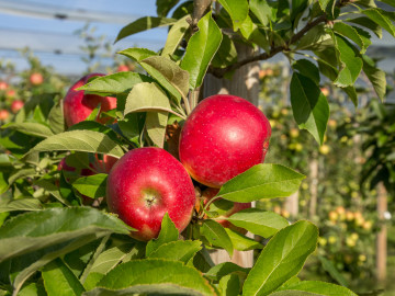 Rotschalige Apfelsorte Elstar am Baum