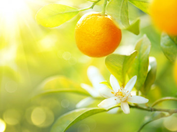 Orangenbaum mit Orangen und Blüten